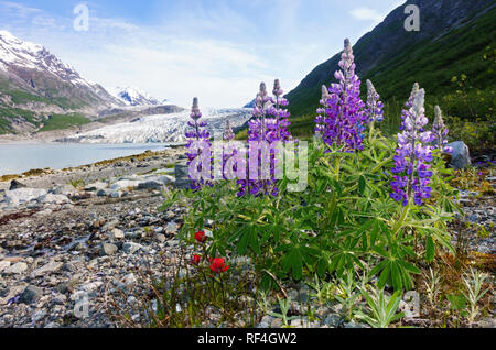 Purple lupine and red Indian paintbrush native wildflowers blooming near a glacier on a rocky beach shoreline in Glacier Bay National Park, Alaska Stock Photo