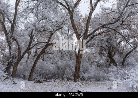 after the snowfall on the Corrales bosque (river forest), New Mexico Stock Photo