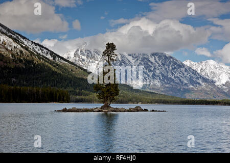 WY02911-00...WYOMING - Tree on small island in the middle of Leigh Lake at the base of Mount Moran in Grand Teton National Park. Stock Photo