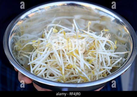 Close up of fresh mung bean sprouts in stainless steel bowl