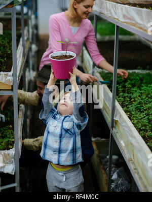 Family working together in greenhouse. Little blond boy holding pink pot above his head, mum and dad planting flowers in background Stock Photo