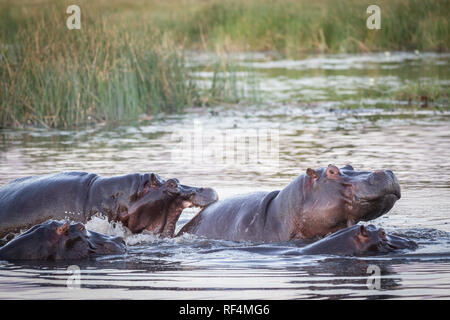 As flood waters in the Savuti Channel dry up, hippos, Hippopotamus amphibius, fight for space. Stock Photo