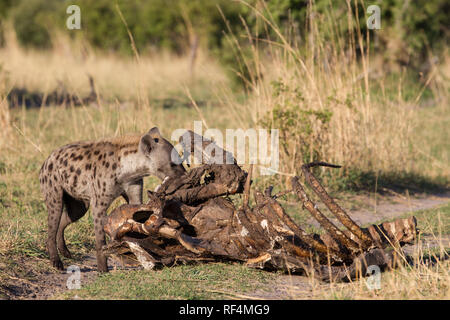 Spotted hyene, Crocuta crocuta, act as both scavengers and hunters in the savanna flood plains of the Linyanti River in northern Botswana. When flood  Stock Photo