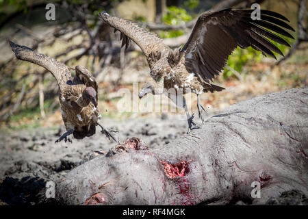 As flood waters in the Savuti Channel dry up, hippos, Hippopotamus amphibius, fight for space and big territorial males often kill competitors, Stock Photo