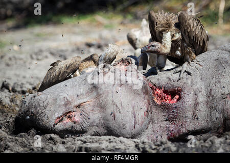 As flood waters in the Savuti Channel dry up, hippos, Hippopotamus amphibius, fight for space and big territorial males often kill competitors, Stock Photo