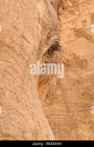 A close view of an African Elephant's eye in Zimbabwe's Hwange National park.