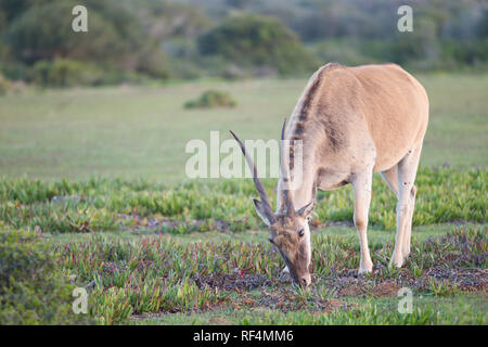 Common eland, Taurotragus oryx, is the second largest antelope in the world behind the giant eland.