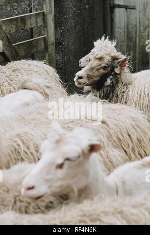 Faroese sheep at shearing time in the small village of Gjogv in Esturoy on the Faroe Islands.