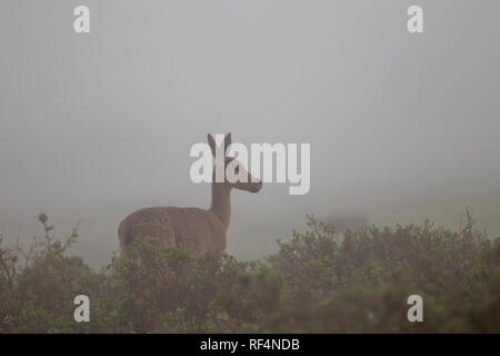 Grey Rhebok, Pelea capreolus, are a near threatened antelope species with a limitted distribution protected in De Hoop Nature Reserve, South Africa Stock Photo