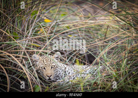 Many areas of the Okavango Delta, North West District, Botswana are famous for frequent opportunities to see big cats like leopard, Panther pardus Stock Photo