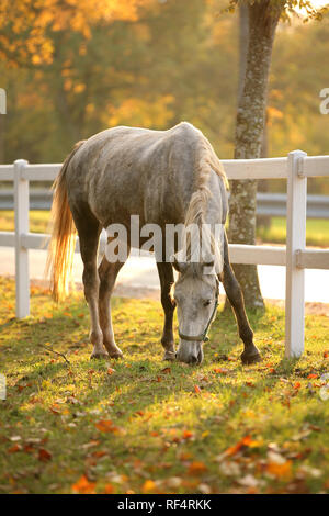 Lipizzan horse grazing in early autumn evening Stock Photo