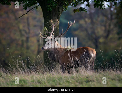 Red deer stag, with grass on antlers, during rutting season, Curvus elaphus, Fountains Abbey, north Yorkshire, England, UK