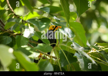 Yellow-faced myna in aviary park Stock Photo