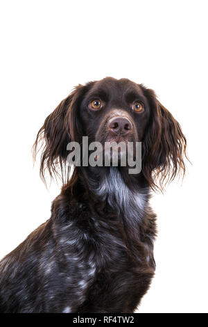 Portrait of a Cute Small Munsterlander female on isolated on a white background Stock Photo