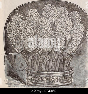 . Autumn 1898 new floral guide : bulbs, roses and other beautiful flowers, for winter and spring bloom. Nursery stock Pennsylvania West Grove Catalogs; Plants, Ornamental Catalogs; Bulbs (Plants) Catalogs; Roses Catalogs; Flowers Seeds Catalogs. 8 THE CONARD &amp; JONES COMPANY, WEST GROVE, PA. the dest hyacinths. (SEE CULTURAL DIRECTIONS, p. 11.) HYACINTHS are the most useful and popular of all hardy bulbs. They come in many lovely shades, and are exceedingly beautiful and fragrant. When planted in open ground in the Fall they bloom splendidly very early in Spring, and for house culture in po Stock Photo