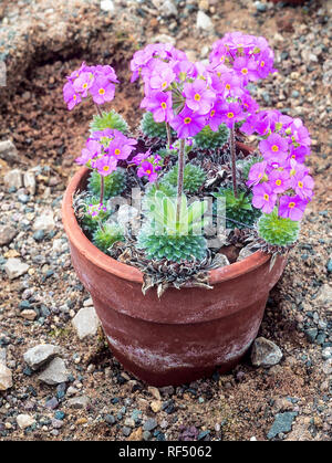 Androsacea samentosa 'Brilliant' showing several plants in full flower in a container. Flowers late spring to early summer Stock Photo