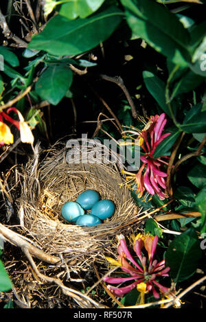 01382-04211 American Robin (Turdus migratorius) nest with four eggs in Honeysuckle (Lonicera heckrotti) vine Marion Co.  IL Stock Photo