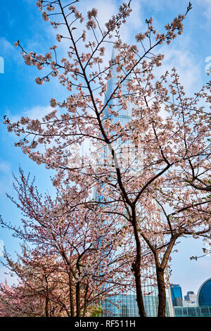 Blooming sakura cherry blossom alley in park Stock Photo