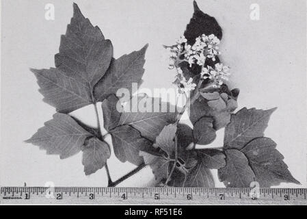 . Some ornamental shrubs for the Tropics. Shrubs Tropics. SOME ORNAMENTAL SHRUBS FOR THE TROPICS 131. Figure 85.—Serjania glabrata is a climbing shrub with creamy white flowers. Stenolobium starts (Juss.) Seem. Synonym: Tecoma starts Juss. Florida Yellowtrumpet &quot;Sauco Amarillo&quot; (fig. 86) Bignoniaceae This tecoma is one of the better, yellow-flowered shrubs for the Tropics, reaching a height of 20 feet. It grows vigorously in the sandy soils and also in heavy soils of many tropical regions. The plants are useful for screening because the foliage is dense, frequently reaching to the gr Stock Photo