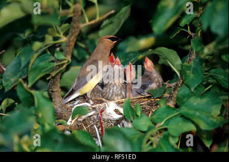 01415-01914 Cedar Waxwing (Bombycilla cedrorum) feeding nestlings (approx. 14 days old) in Apple tree  Marion Co. IL Stock Photo