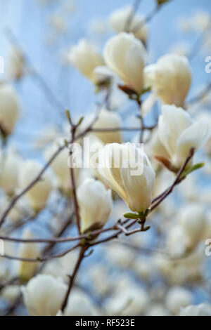 Blloming flowers on a tree in spring Stock Photo