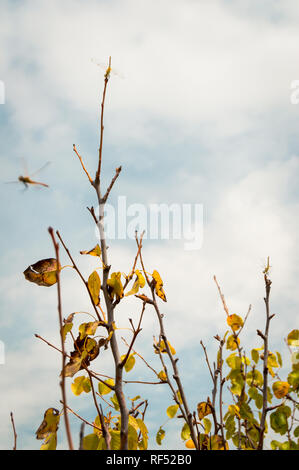 Three dragonflies flying and perched on the branches of a tree on a cloudy day. Beautiful scene of insects with blur effect. Stock Photo