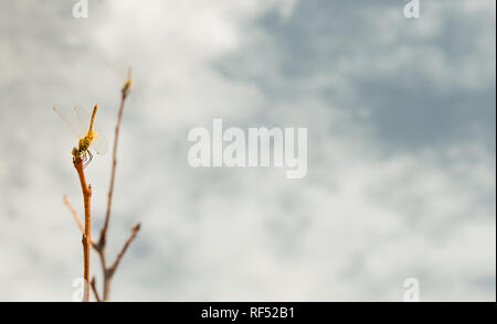 Three dragonflies resting on the branches of a tree on a cloudy day. Beautiful scene of insects with blur effect and copy space on the right side. Stock Photo