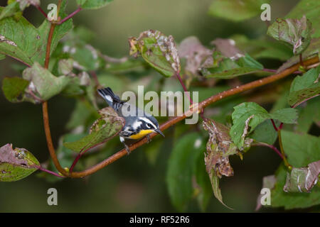 01473-001.03 Yellow-throated Warbler (Dendroica dominica) male in fall, Marion Co., IL Stock Photo