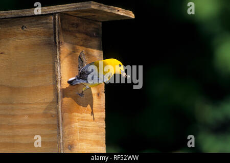 01504-00110 Prothonotary Warbler (Protonotaria citrea) male with food at nest box, Marion Co.   IL Stock Photo