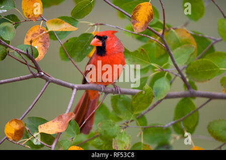 01530-185.08 Northern Cardinal (Cardinalis cardinalis) male in Serviceberry Bush (Amelanchier canadensis) in fall, Marion Co. IL Stock Photo