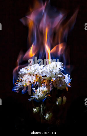 Burning white chrysanthemum in blue fire flame on black background Stock Photo