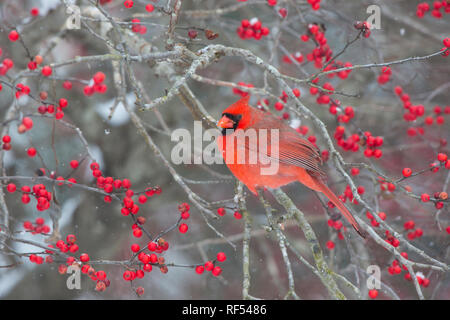 01530-22609 Northern Cardinal (Cardinalis cardinalis) male in Winterberry bush (Ilex verticillata) Marion Co. IL Stock Photo