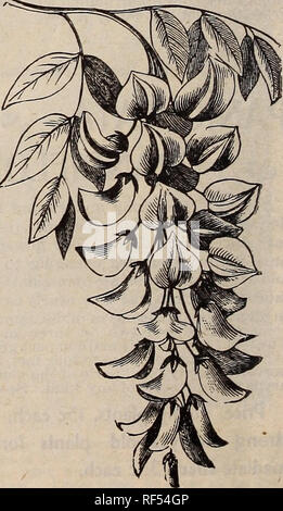 . [Catalogue]. Nursery stock Ohio Springfield Catalogs; Roses Catalogs; Plants, Ornamental Catalogs; Flowers Seeds Catalogs. Hcnryi CliEMATIS JACKMANNI. CLEMATIS HENRYII. VITICELLA RUBRA GRANDIPLORA. Our Clematis this Spring are very Large and Strong and are sure to Flower this Summer. II. Large, pure white, single flowers. Price, 75c each; extra large plants, $1 each. Viticella Rubra Grandiflora. A vigorous, free-growing variety; flowers profusely. Color, violet-red. Price, 75cts. Clematis Paniculata. The flowers are of the me- dium size, pure white, borne in immense sheets, and of a, most de Stock Photo