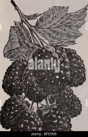 . Spring 1902. Nursery stock Ohio New Carlisle Catalogs; Fruit trees Seedlings Catalogs; Fruit Seedlings Catalogs; Vegetables Seeds Catalogs; Gardening Equipment and supplies Catalogs. ERIE. LUCRETIA DEWBERRY. Claimed to be the best of the black- berry family. As hardy as Snyder; as productive as any. The berries are far larger and incomparably better than any blackberry, and of unequaled excellence; soft, sweet and luscious throughout; of brightest, glossy black color. The Lucretia Dewberry has received the indorsement and highest praise from the best horticulturists in the country. Its emine