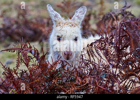 Beautiful. wild, white wallaby at Narawntapu National Park in Tasmania peeks from behind red foliage Stock Photo