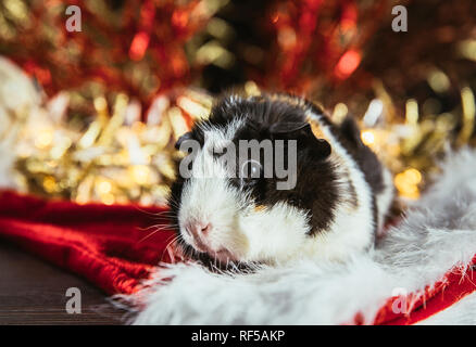 Domestic guinea pig (Cavia porcellus), also known as cavy or domestic cavy on red and white Christmas background indoors. Golden red shiny festive sha Stock Photo