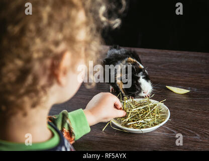 Girl child feeding young domestic guinea pig (Cavia porcellus), also known as cavy or domestic cavy dry grass hay from ceramic bowl indoors, black bac Stock Photo