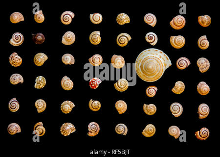 A diversity concept using mollusk shells of various patterns and colors. The shells are arranged on black background. Stock Photo
