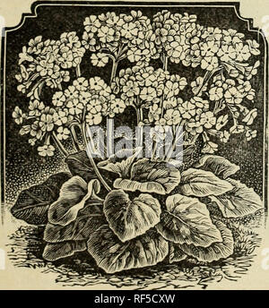 . Plants, seeds, bulbs, and flowers : 26th year 1898. Nursery stock New Hampshire Keene Catalogs; Plants, Ornamental Catalogs; Flowers Seeds Catalogs; Shrubs Catalogs; Vegetables Seeds Catalogs; Fruit Catalogs. GLADIOLI. The Gladiolus is the most beautiful of the summer bulbs, with tall spikes of flowers, some two feet or more in height, often several from the same bulb. The flowers are almost every desirable color. As cut flowers, they are the most lasting- of anything we know. By cutting the spikes when two or three of the lower flowers are open, and placing them in water, the entire spike w Stock Photo