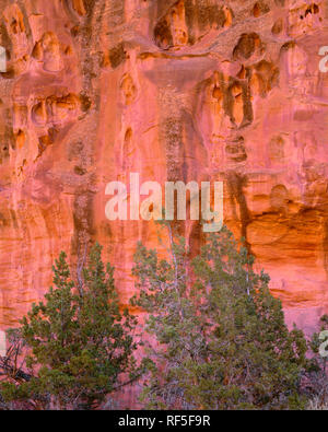 USA, Utah, Grand Staircase Escalante National Monument, Utah juniper (Juniperus osteosperma) grows beneath pock marked, reddish sandstone walls; Long  Stock Photo