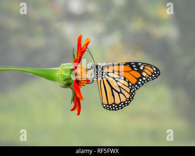 Monarch butterfly Danaus plexippus, feeding on an orange tithonia sunflower - male Stock Photo