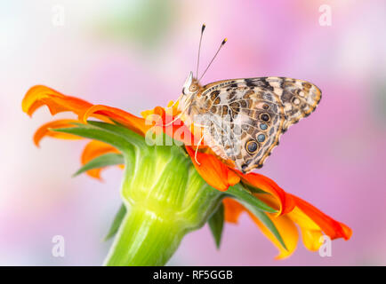Painted lady butterfly Vanessa Cardui resting on a tithonia flower Stock Photo