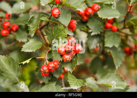 Red ripe hawthorn berries close up picture. Stock Photo