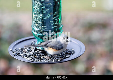 Tufted Titmouse, Baeolophus bicolor, eating at a bird feeder Stock Photo