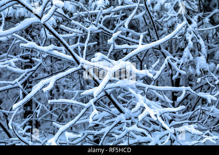 Frozen tree branches under the snow Stock Photo