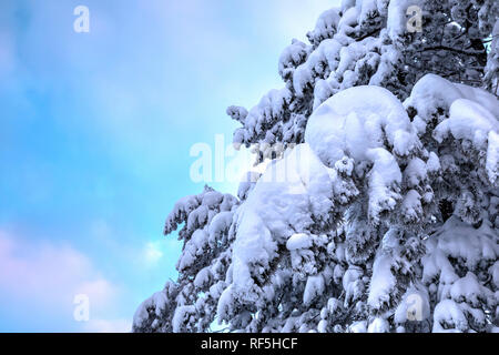 Frozen pine branches under the snow Stock Photo
