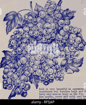 . Descriptive catalogue, free to all, spring of 1902. Nursery stock New York (State) Rochester Catalogs; Fruit Catalogs; Berries Catalogs; Grapes Catalogs. 16 AI^LEN L. WOOD, WHOIyESAI^E GROWER, CATALOGUE. eURRANTS. 5UPERI0R QUALITY AND UNIFORM GRADE, GUARANTEED THE BEST IN THE WORLD. Largest grower of Currants and Gooseberries of any Nurseryman in the world- They are choice plants. They are grown on soil that is specially adapted for Currants- and Gooseberries. g^^There is not over one-fifth as many Currant and Gooseberry plants in the country as there has been for the past three years. Order