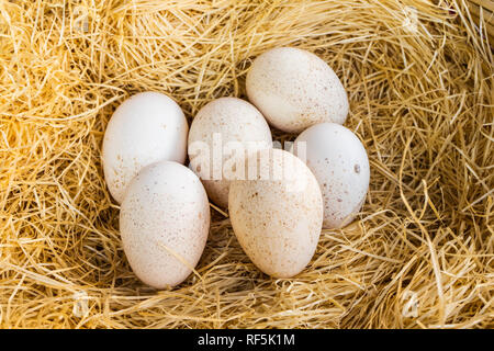 Easter eggs in in their straw nest Stock Photo