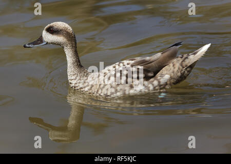 Marbled duck (Marmaronetta angustirostris), also known as the marbled teal. Stock Photo