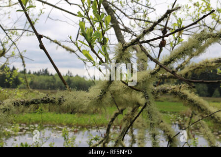 Mossy tree branch in the pacific northwest with a lake and green hills in soft focus in the background Stock Photo